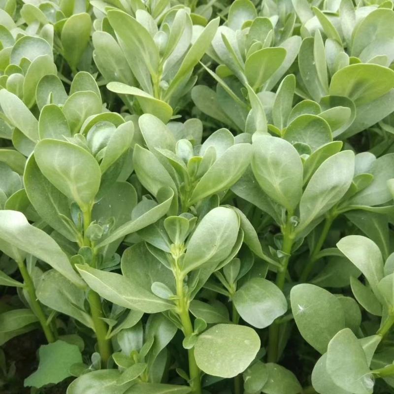 马齿苋种子荷兰直立马蜂菜籽野菜种子四季种植