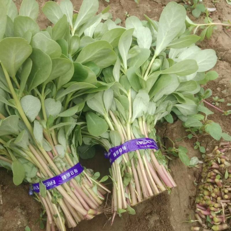 马齿苋种子荷兰直立马蜂菜籽野菜种子四季种植