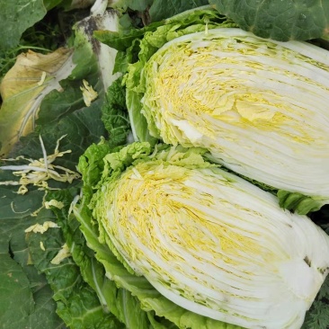 大白菜黄心白菜145大白菜基地大白菜价格美丽