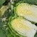 大白菜黄心白菜145大白菜基地大白菜价格美丽