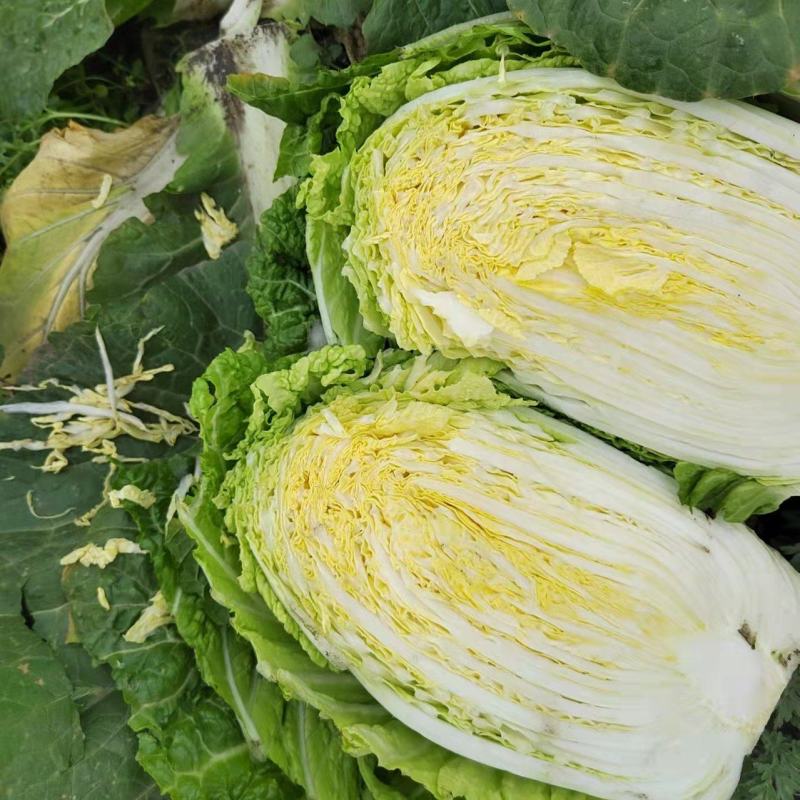 大白菜黄心白菜145大白菜基地大白菜价格美丽