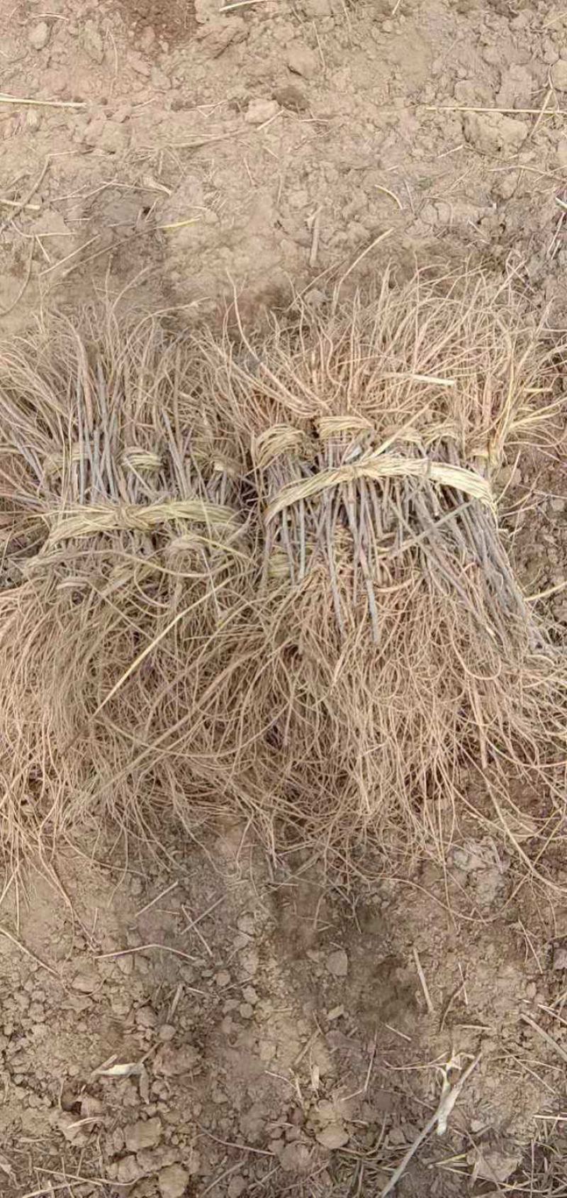 刺嫩芽苗（乌龙头刺老包）基地直发规格齐全欢迎咨询