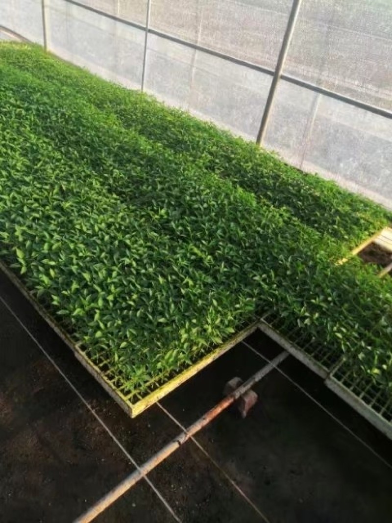 （辣椒苗）茶氏育苗基地常年供应各种各样辣椒苗，欢迎全国各
