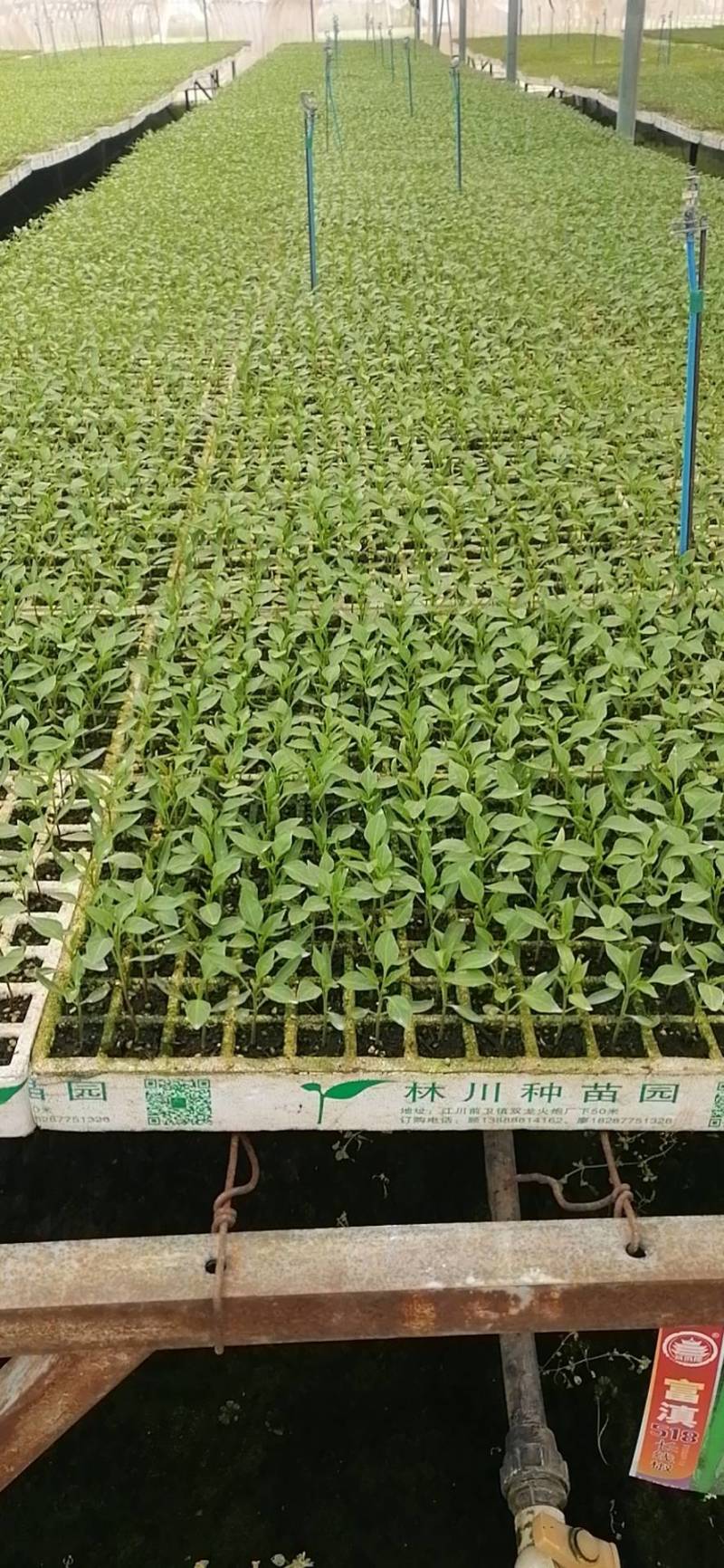 （辣椒苗）茶氏育苗基地常年供应各种各样辣椒苗，欢迎全国各