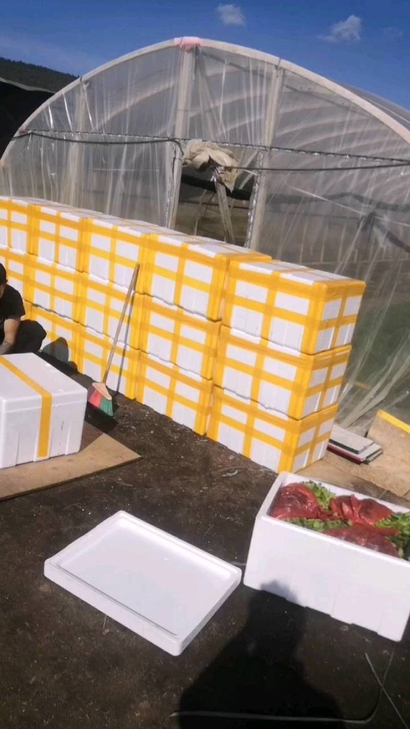 （辣椒苗）茶氏育苗基地常年供应各种各样辣椒苗，欢迎全国各