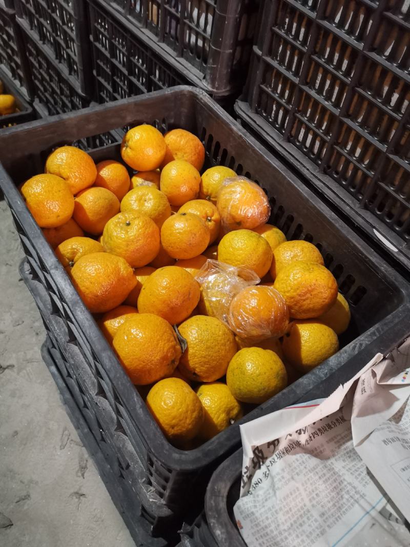 温州瓯柑