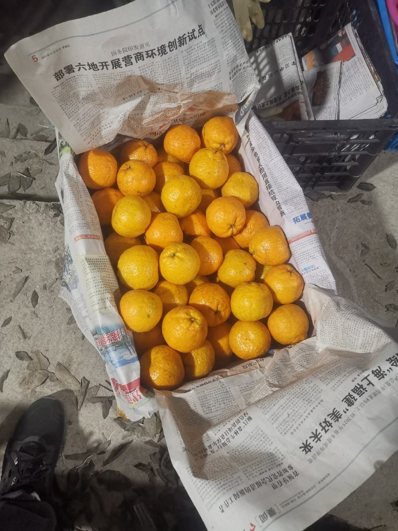 温州瓯柑