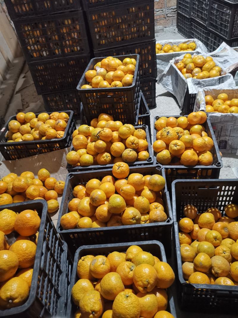 温州瓯柑