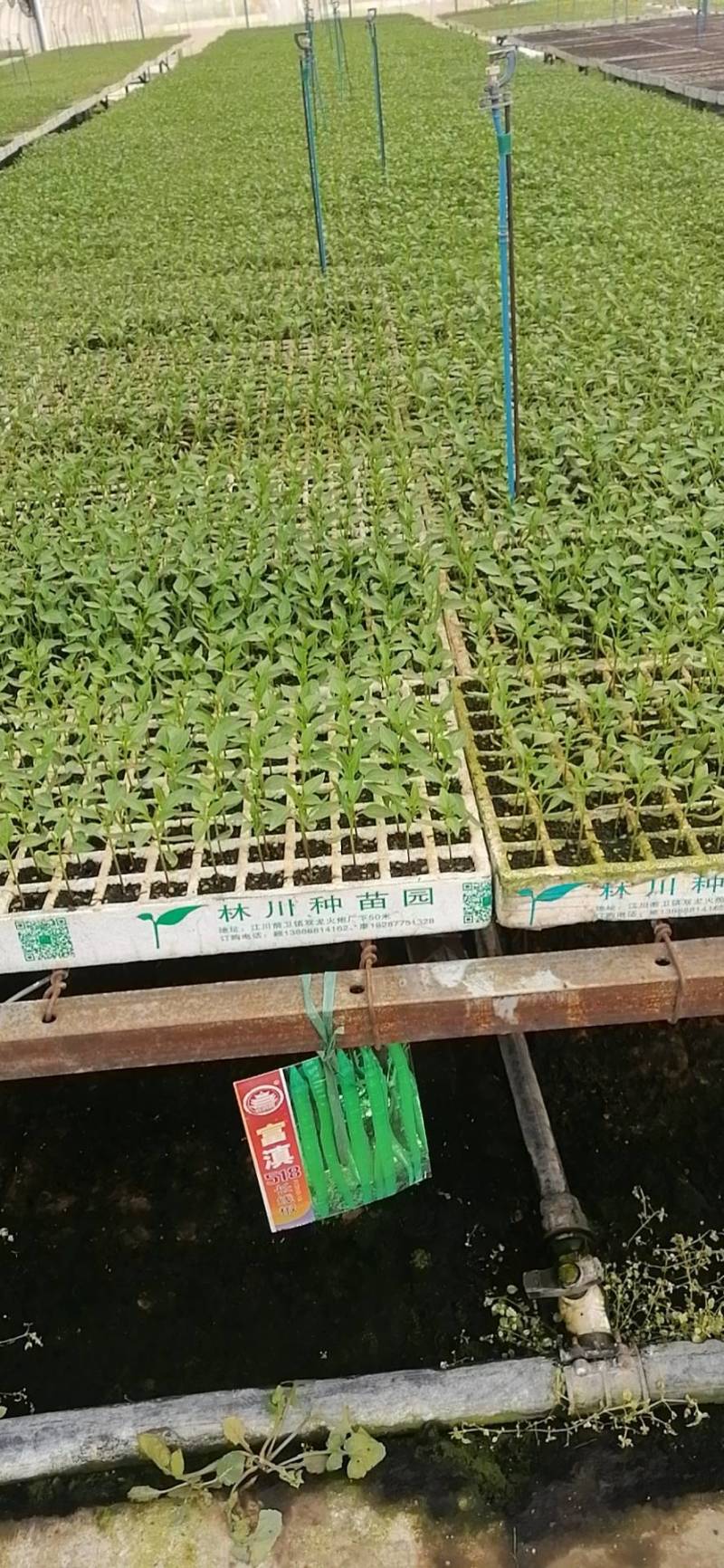 （二荆条）茶氏育苗基地常年供应各种各样，辣椒苗，基地直发
