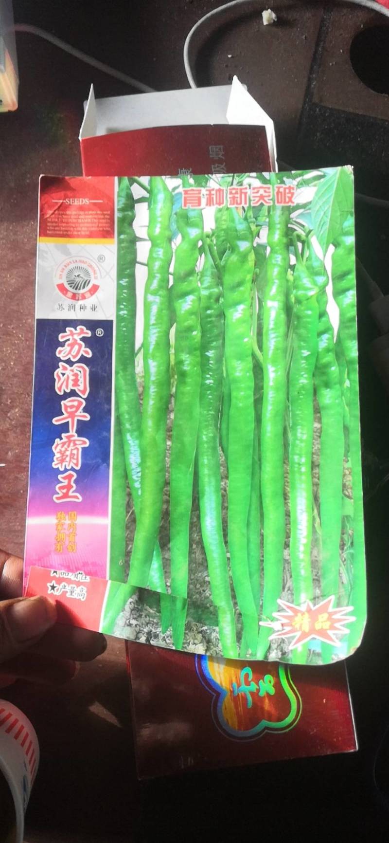 （二荆条）茶氏育苗基地常年供应各种各样，辣椒苗，基地直发