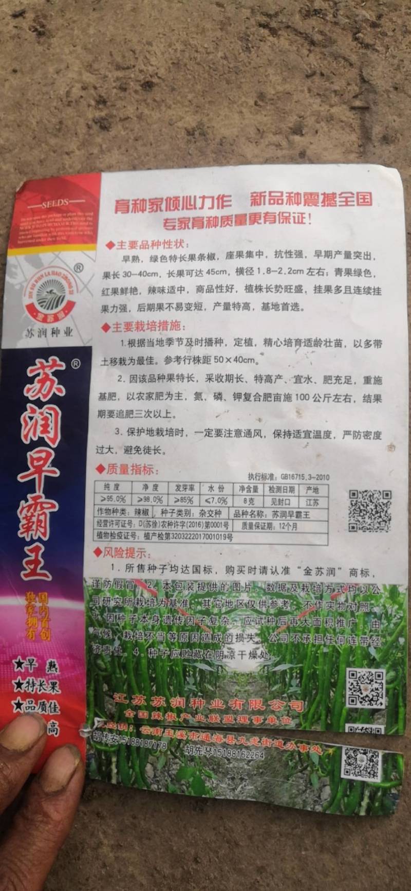 （二荆条）茶氏育苗基地常年供应各种各样，辣椒苗，基地直发