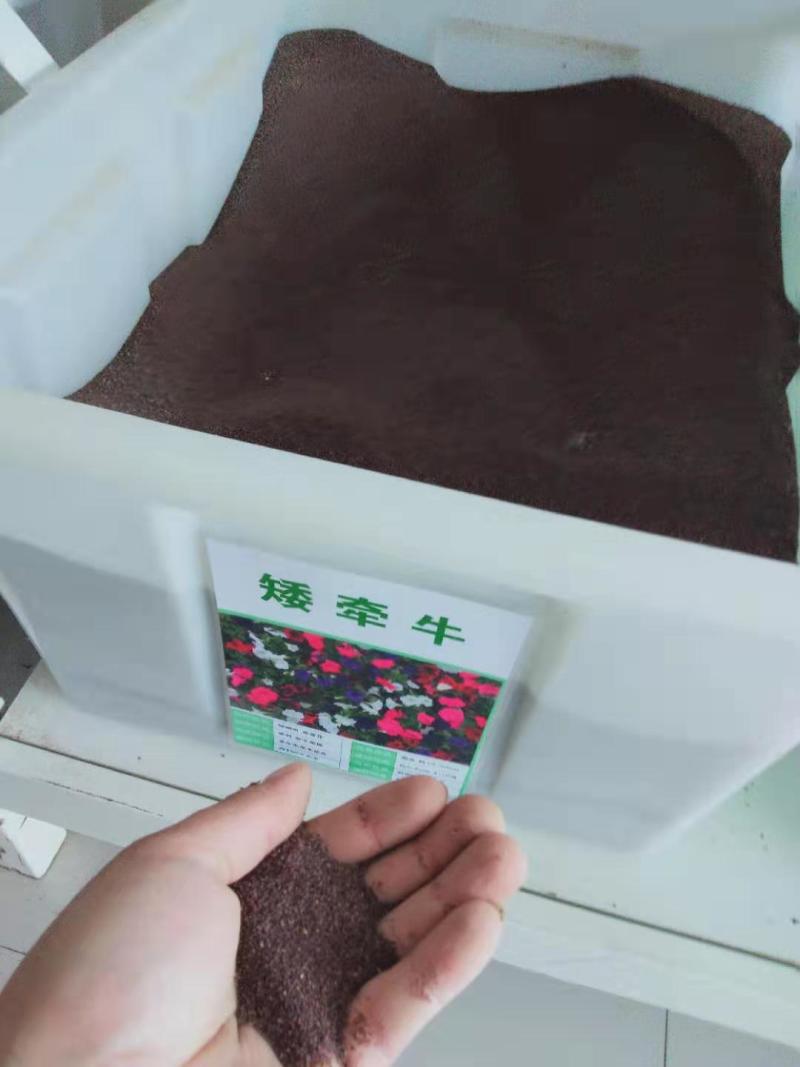 矮牵牛种子花卉种子混色四季种植易活盆栽花卉景观绿化庭院
