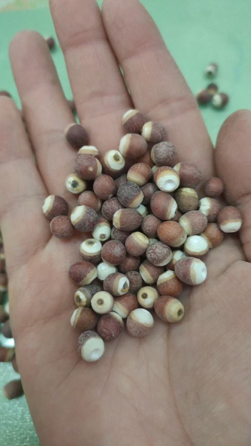 芡实米鸡头米芡实干货无硫大量供应一件代发