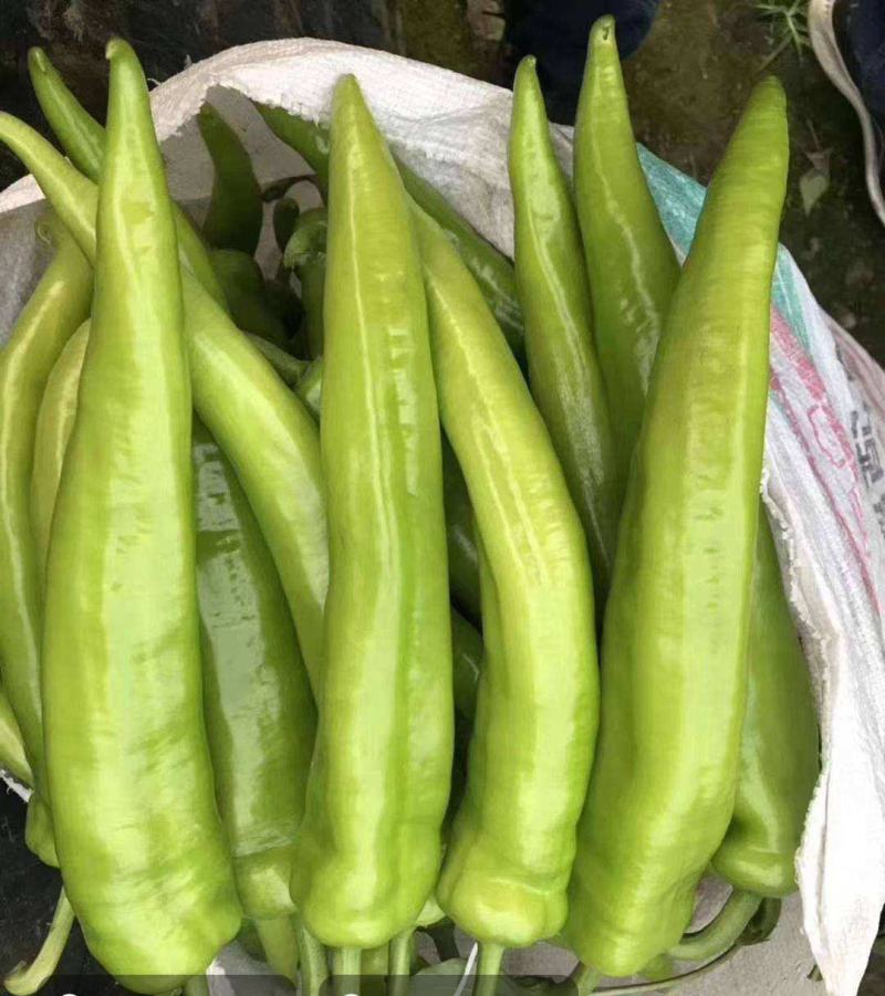 优质黄皮羊角椒苗/抗病毒产量高/成活率高(包邮)