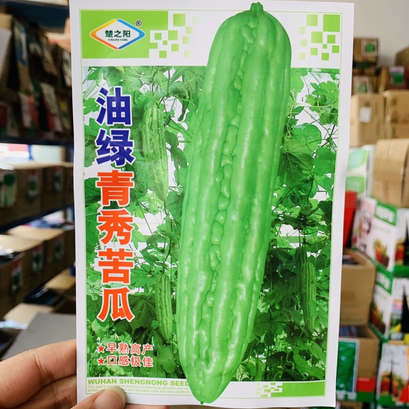 油绿青秀苦瓜种子早熟高产抗病耐热油亮苦瓜种子育苗场小菜园