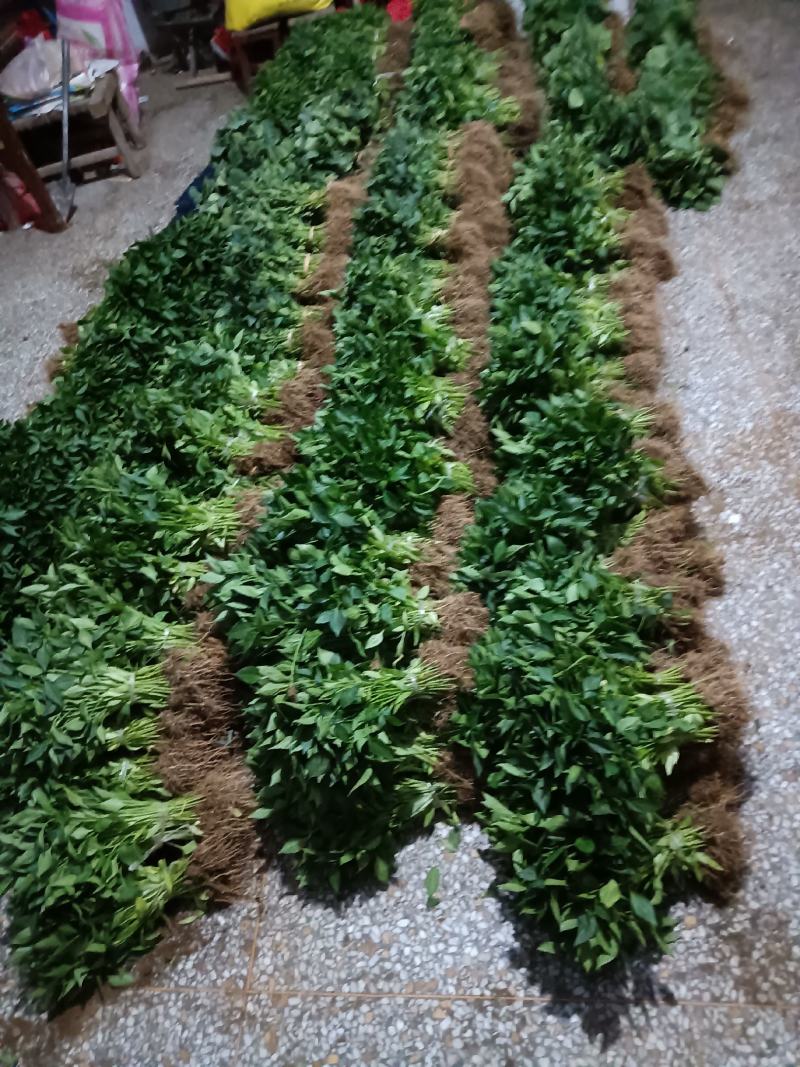 优质黄皮羊角椒苗/抗病毒产量高/成活率高(包邮)