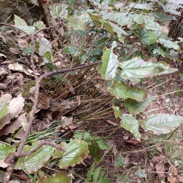 野生淫羊藿种苗