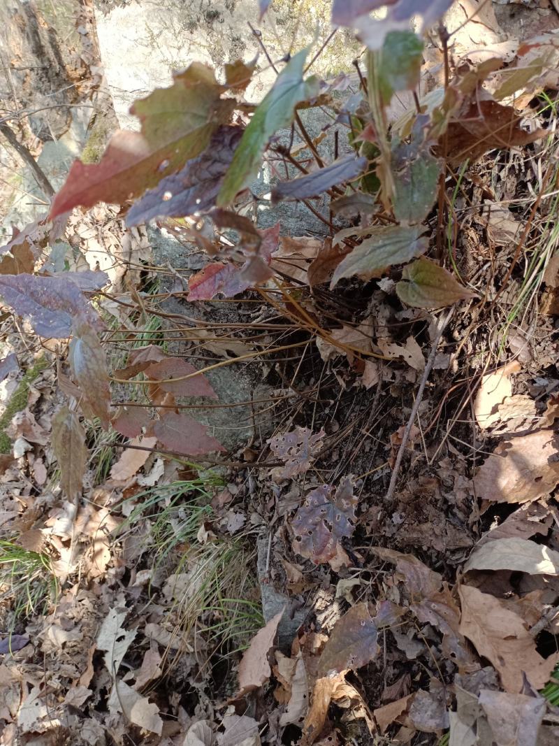 野生淫羊藿种苗