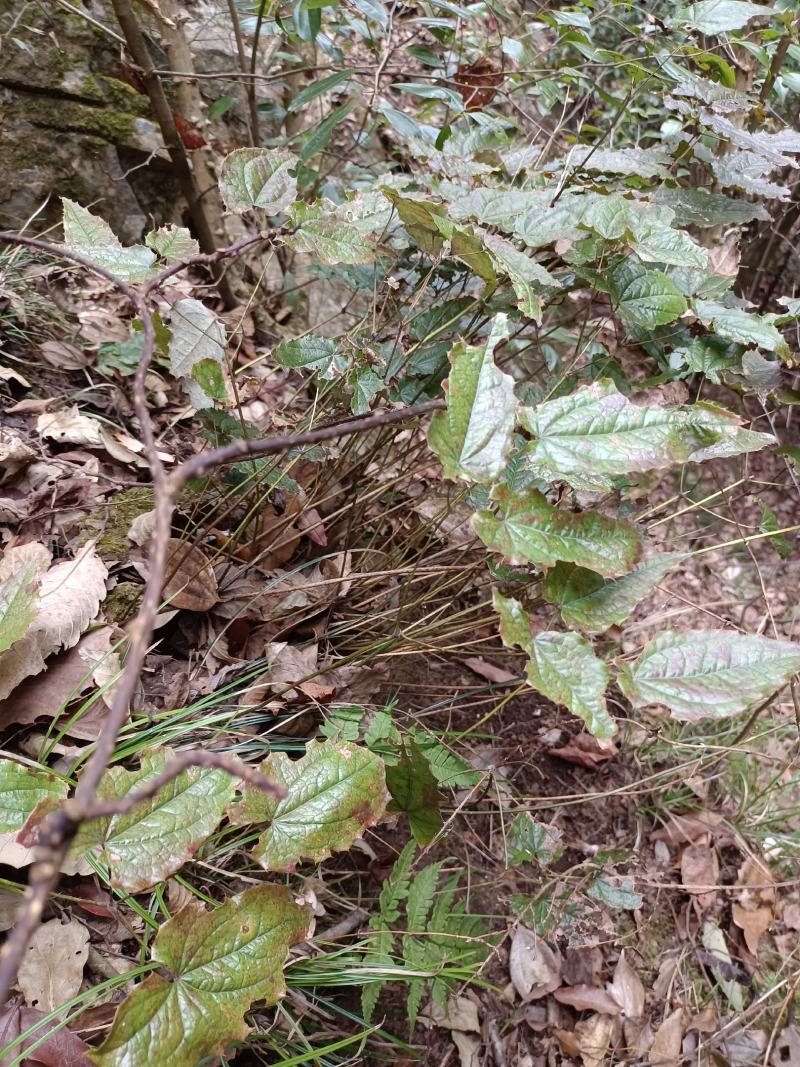 野生淫羊藿种苗