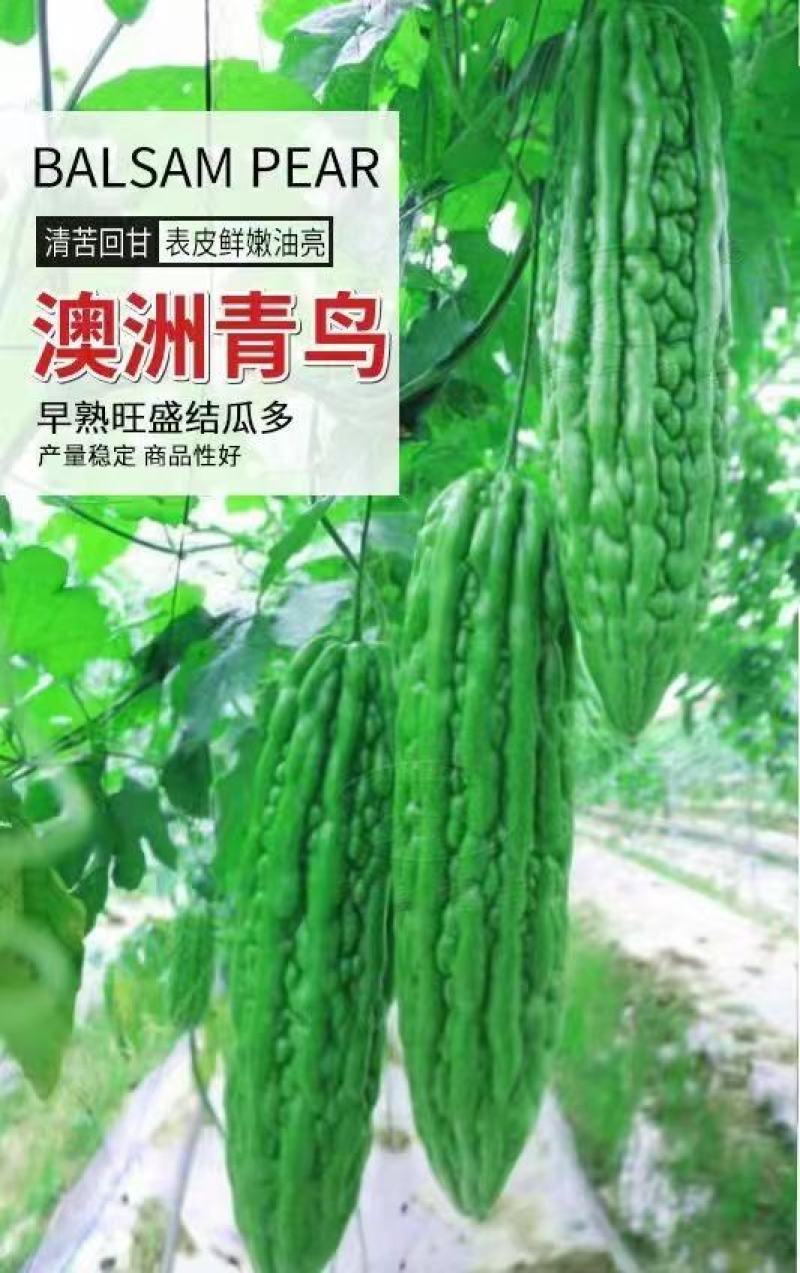 油身苦瓜种子早熟表皮鲜嫩油亮粒瘤苦瓜籽基地专用绿苦瓜种子