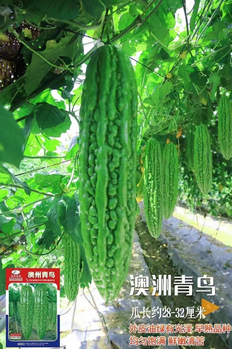 油身苦瓜种子早熟表皮鲜嫩油亮粒瘤苦瓜籽基地专用绿苦瓜种子