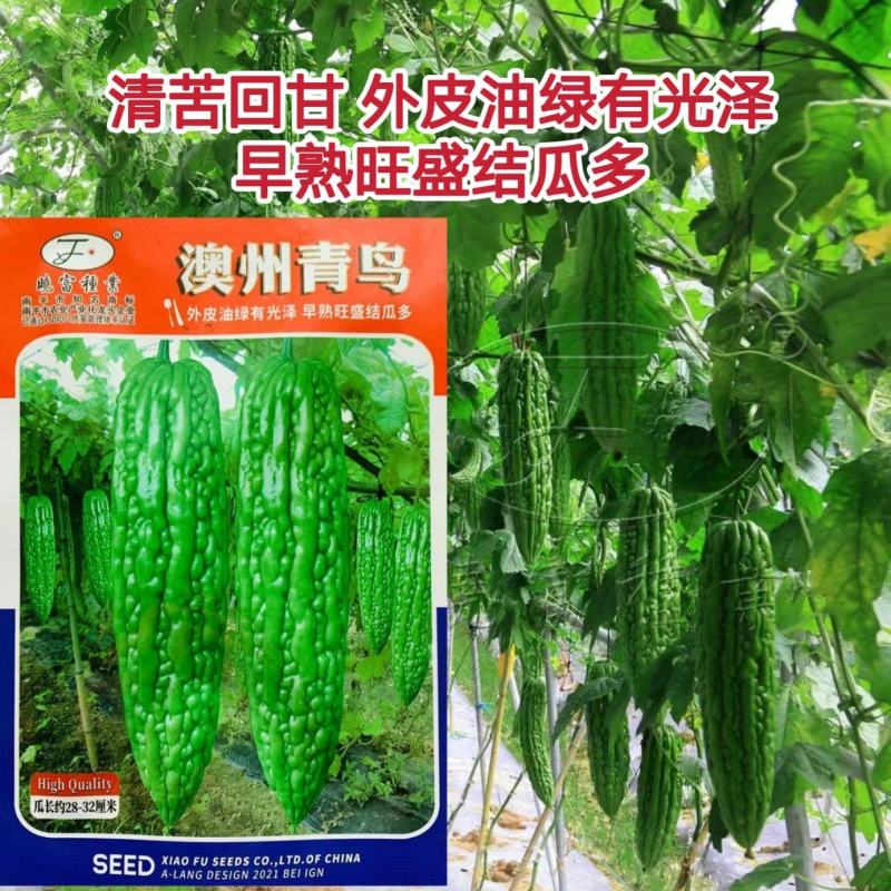 油身苦瓜种子早熟表皮鲜嫩油亮粒瘤苦瓜籽基地专用绿苦瓜种子