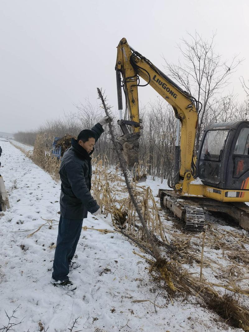 山西大刺皂角树苗2公分至8公分无刺皂角，裸根的，代土球