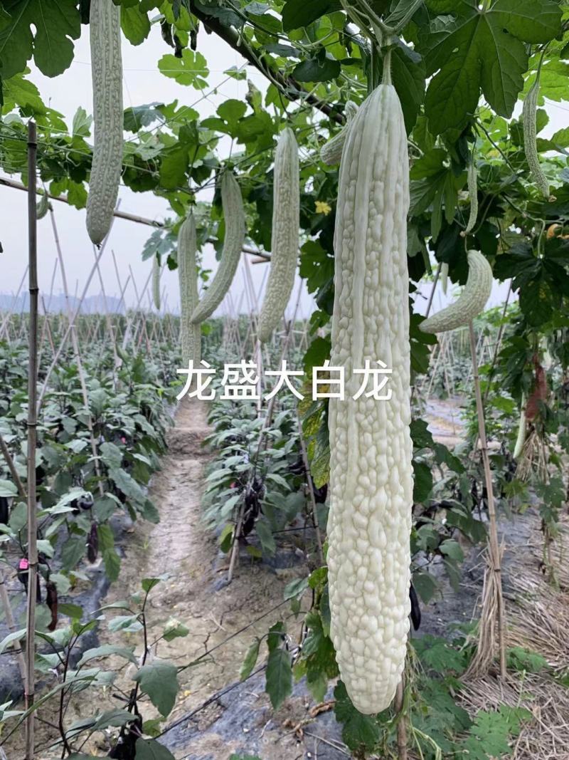 大白苦瓜种子瓜长可达40厘米特长苦瓜种子龙盛大白龙基地