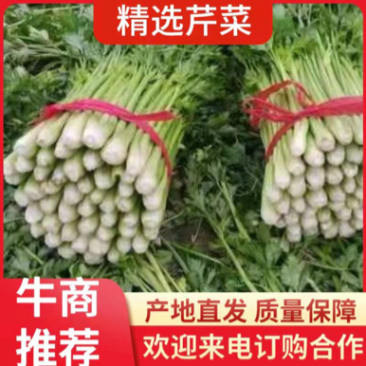 【推荐实力商家】定西芹菜.毛芹上市、大量批发