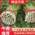 【推荐实力商家】定西芹菜.毛芹上市、大量批发