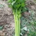 【推荐实力商家】定西芹菜.毛芹上市、大量批发