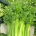 【推荐实力商家】定西芹菜.毛芹上市、大量批发