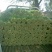 【推荐实力商家】定西芹菜.毛芹上市、大量批发