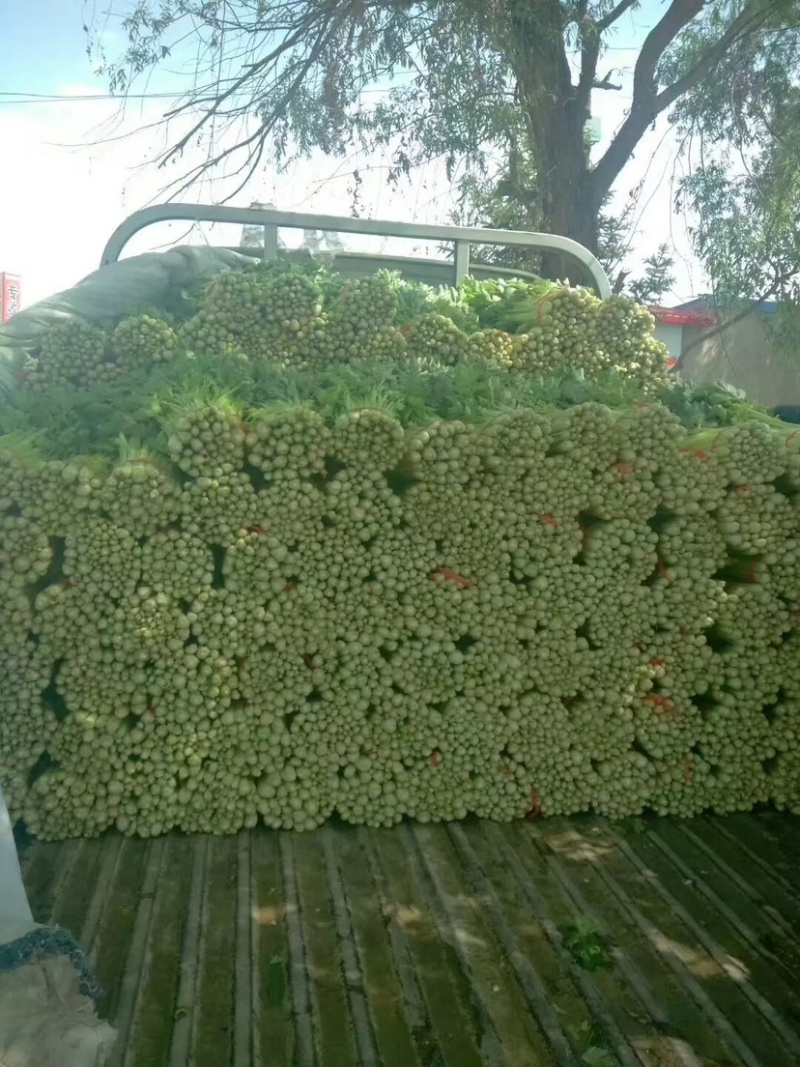 【推荐实力商家】定西芹菜.毛芹上市、大量批发