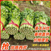 【推荐】定西毛芹、精品毛芹、加冰毛芹装车中.毛芹批发
