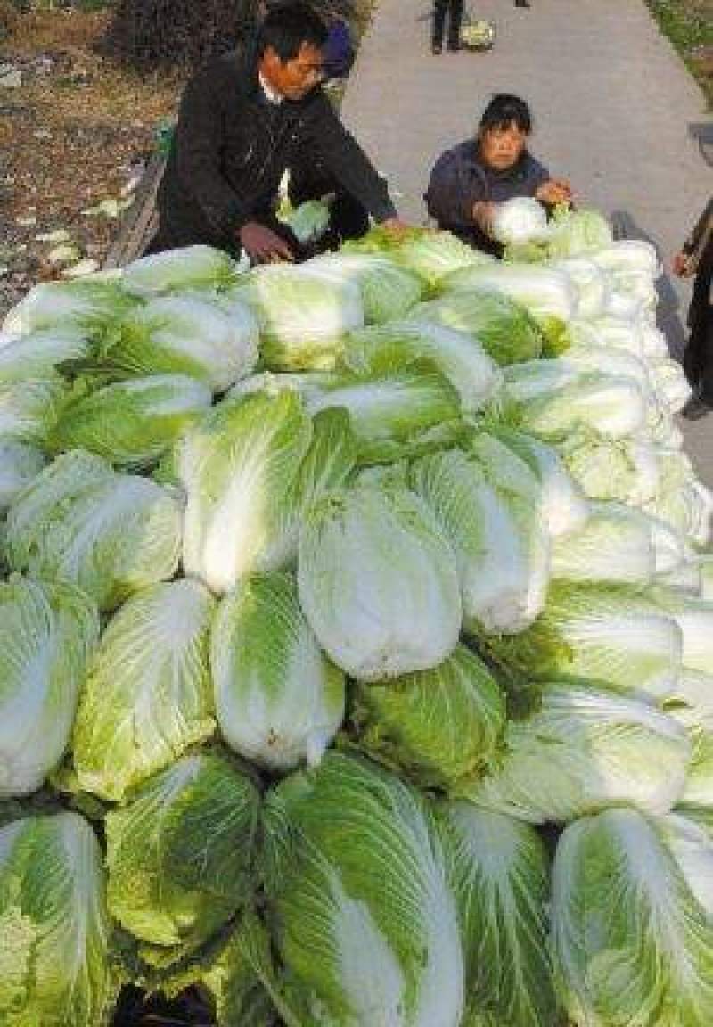 黄心大白菜产地大量销售中，无虫害，无烧心，无起台，包的紧