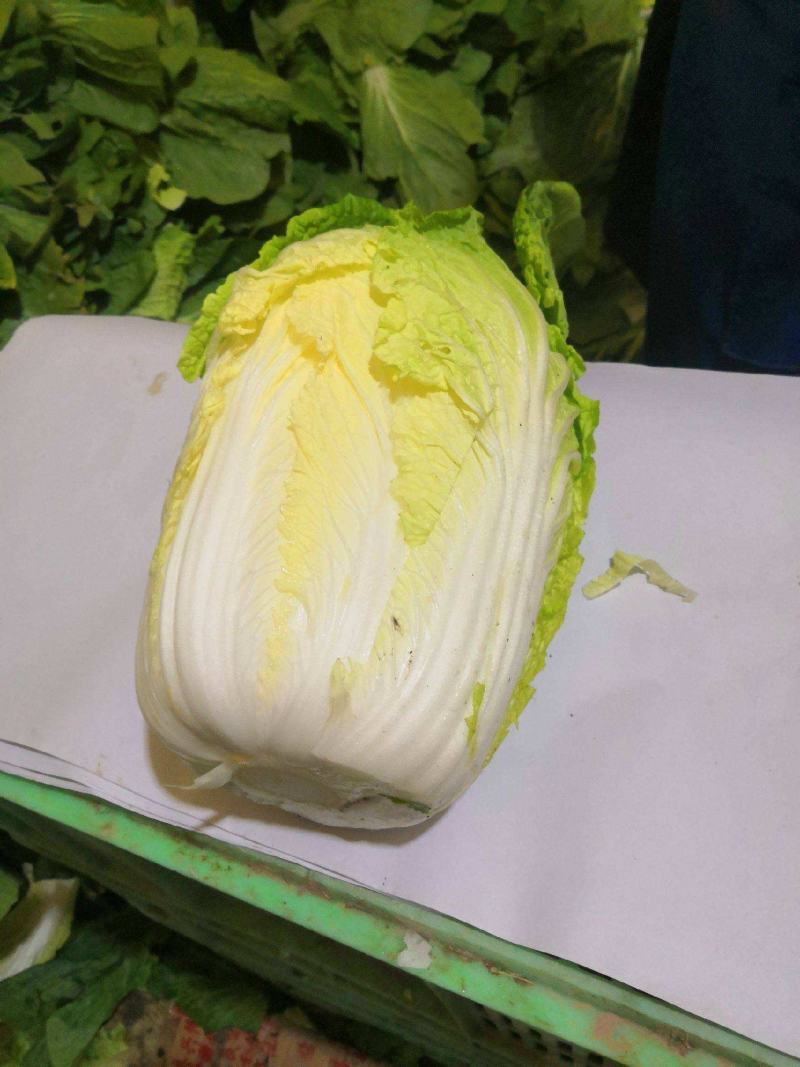 黄心大白菜产地大量销售中，无虫害，无烧心，无起台，包的紧