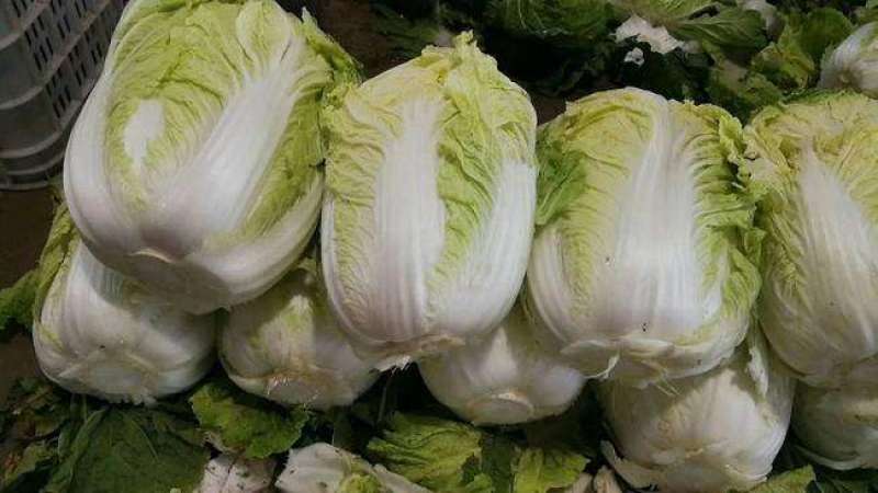 黄心大白菜产地大量销售中，无虫害，无烧心，无起台，包的紧