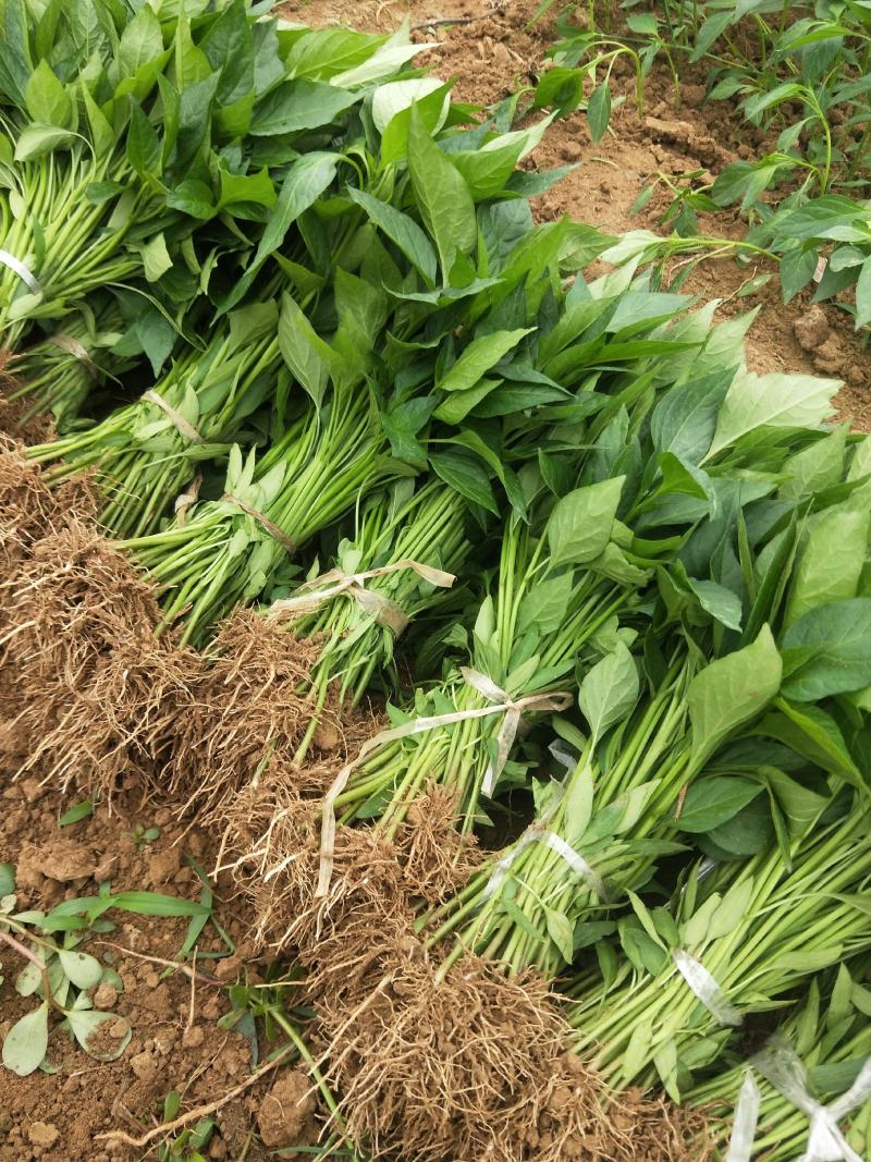 常年出售各种菜苗辣椒苗茄子苗番茄苗等欢迎采购