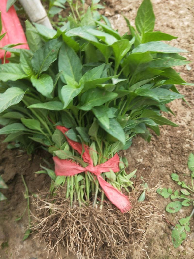 常年出售各种菜苗辣椒苗茄子苗番茄苗等欢迎采购