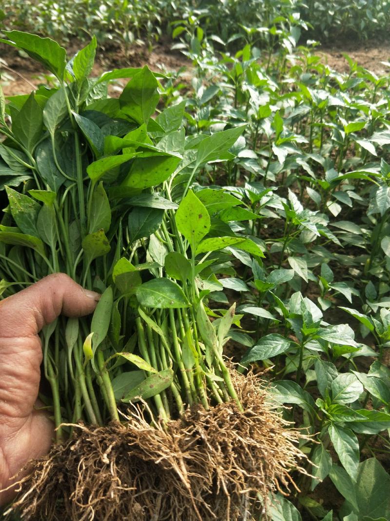 常年出售各种菜苗辣椒苗茄子苗番茄苗等欢迎采购
