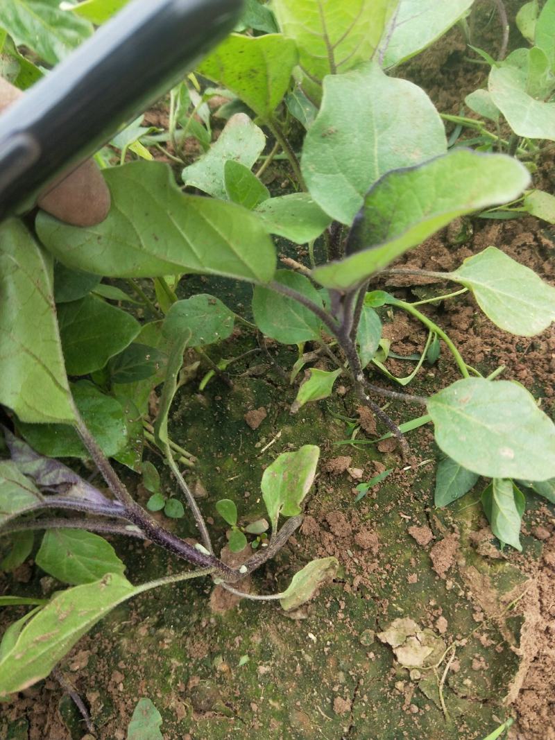 常年出售各种菜苗辣椒苗茄子苗番茄苗等欢迎采购