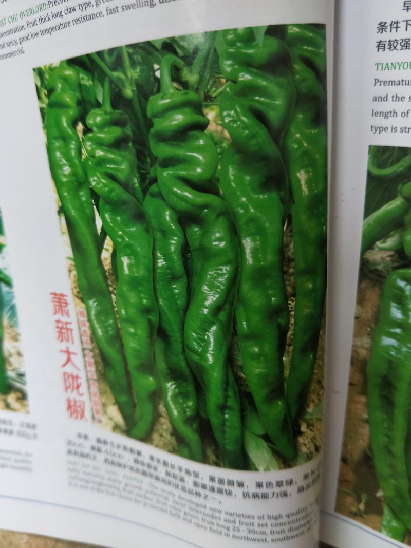 常年出售各种菜苗辣椒苗茄子苗番茄苗等欢迎采购