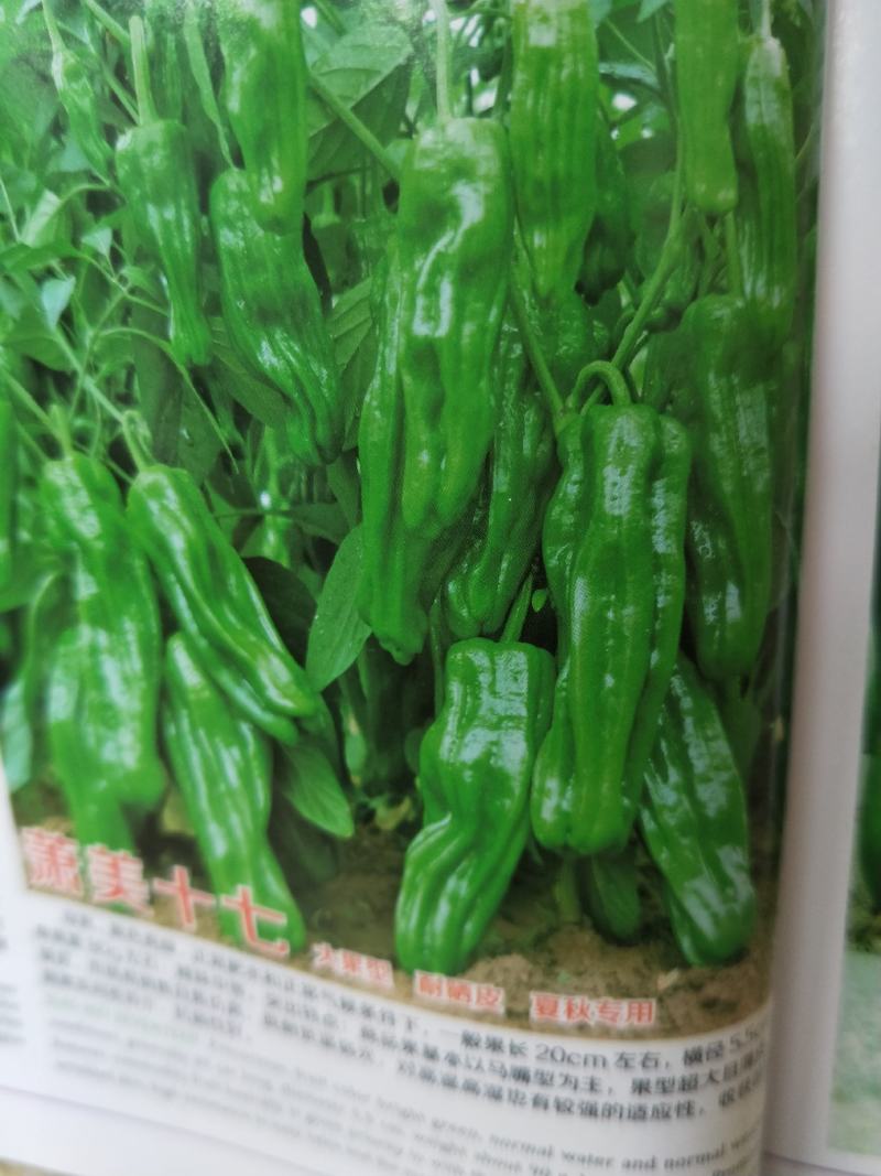常年出售各种菜苗辣椒苗茄子苗番茄苗等欢迎采购