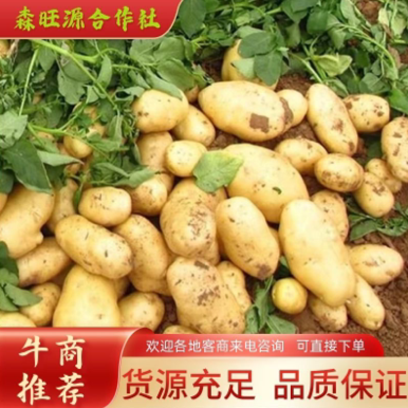 青署168号土豆、4两以上精品土豆、定西土豆高原种植批发