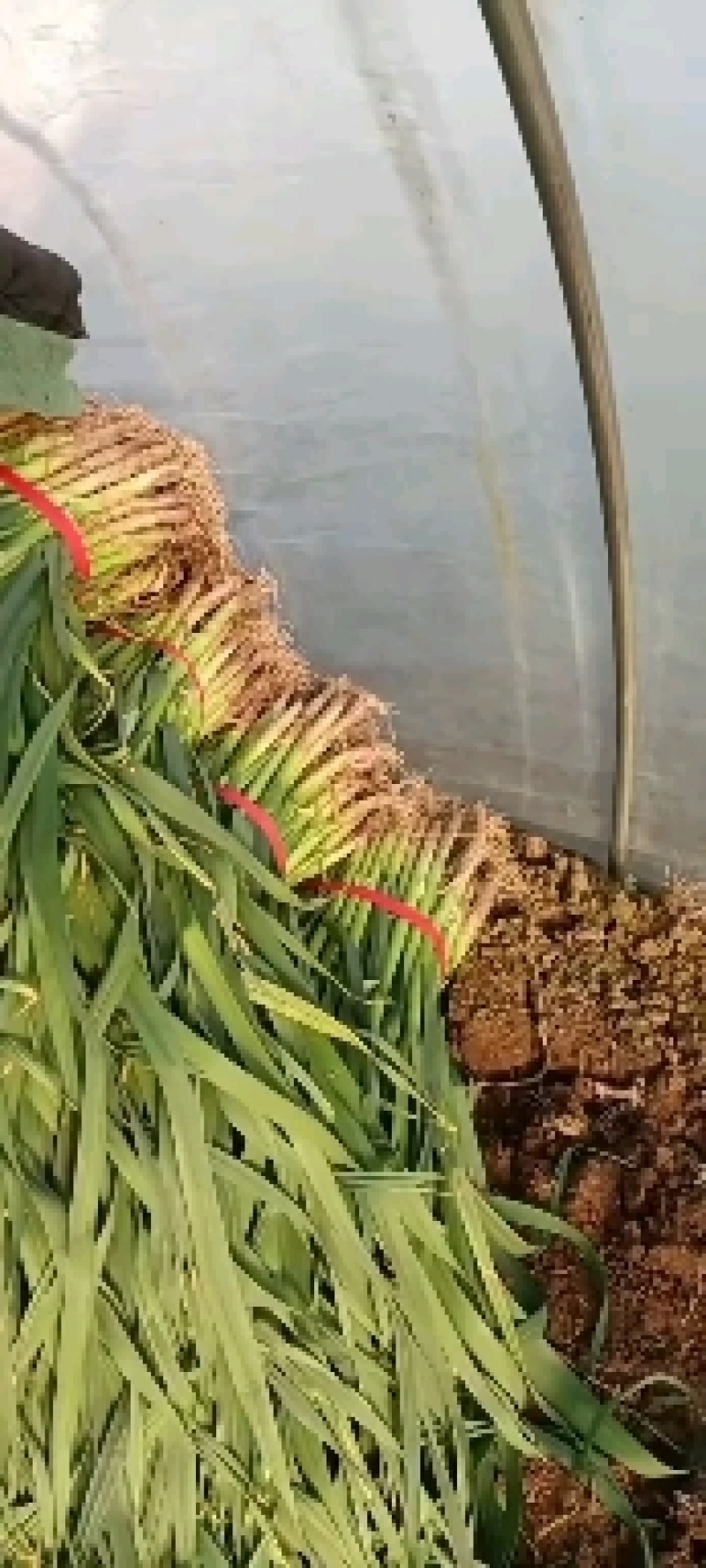 优质蒜苗批量上市，品质保证，欢迎各位老板前来洽谈合作