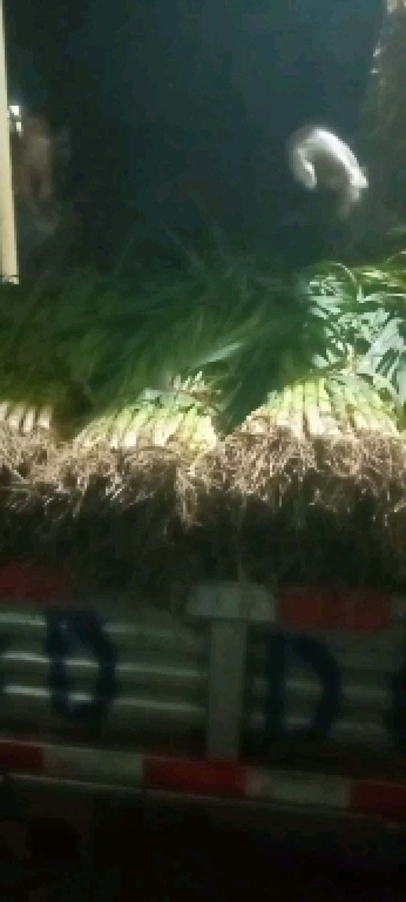 优质蒜苗批量上市，品质保证，欢迎各位老板前来洽谈合作