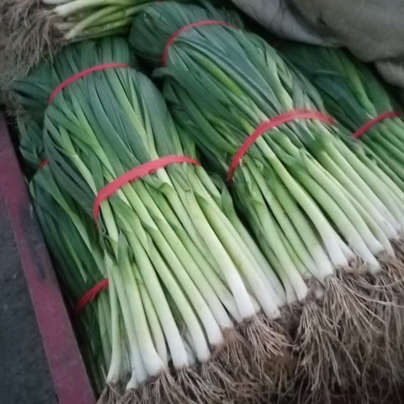 优质蒜苗批量上市，品质保证，欢迎各位老板前来洽谈合作