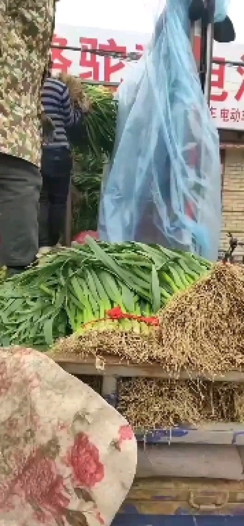 优质蒜苗批量上市，品质保证，欢迎各位老板前来洽谈合作