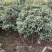八九年的桂花树苗便宜卖